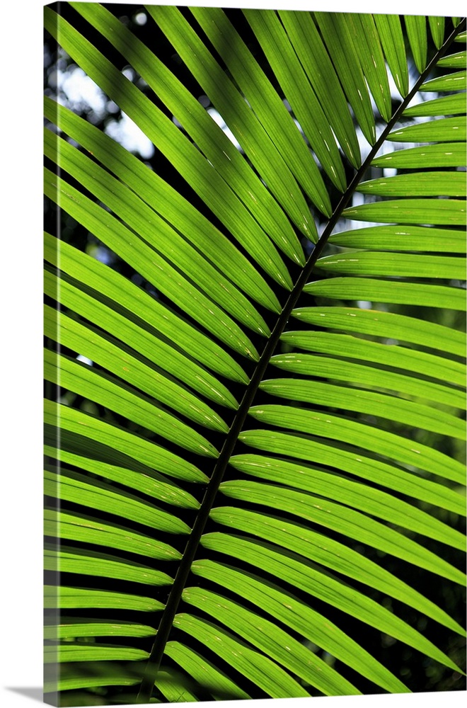 Rainforest leaf, Botanic Gardens in Cairns, Queensland, Australia.