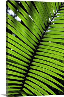 Rainforest leaf, Botanic Gardens in Cairns, Queensland, Australia