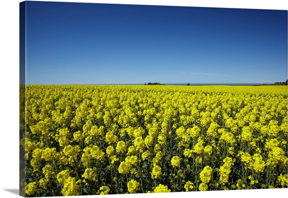 Rapeseed Field, near Timaru, South Canterbury, South Island, New Zealand.