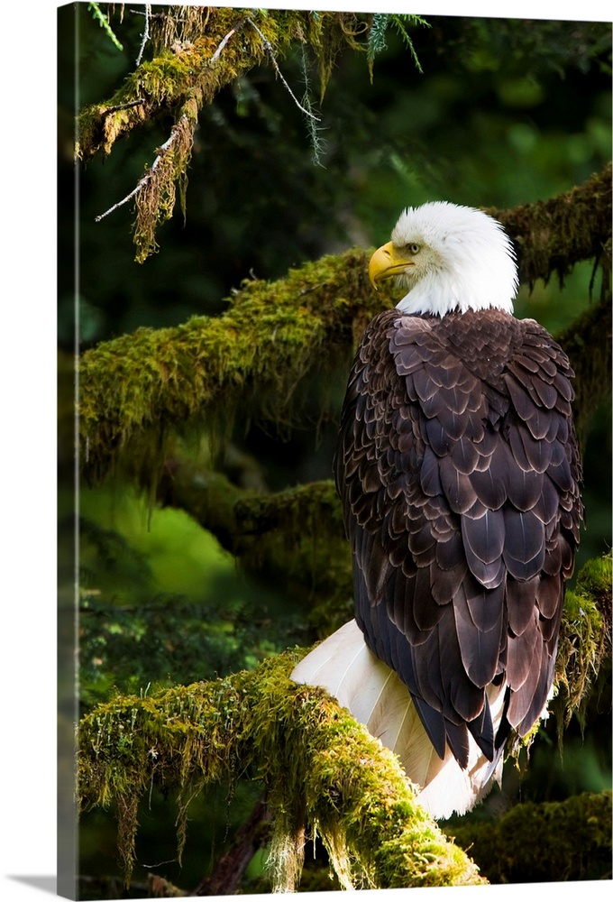 Raptor Center, Sitka, Alaska.  Close-up of a bald eagle sitting in tree.