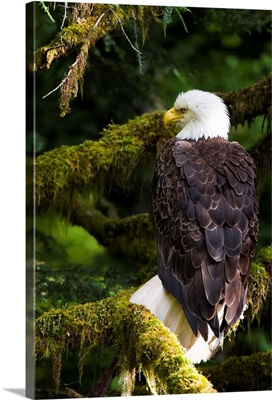 Raptor Center, Sitka, Alaska. Close-up of a bald eagle sitting in tree