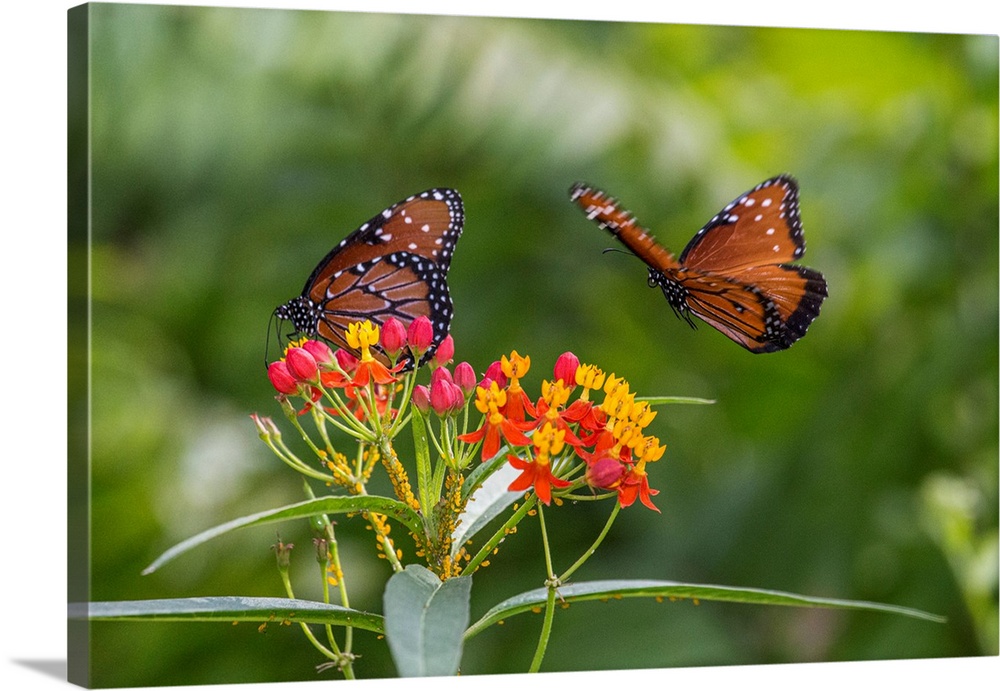 Rare monarch butterflies on butterfly milkweed.