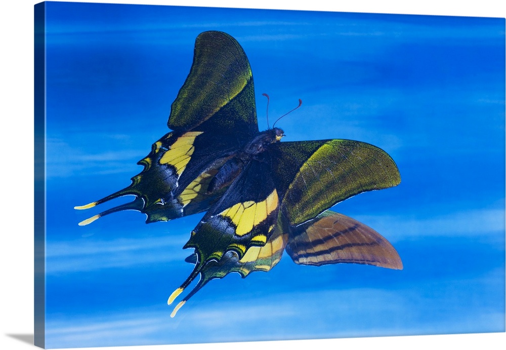 Rare swallowtail butterfly, Teinopalpus imperialis, reflection in blue