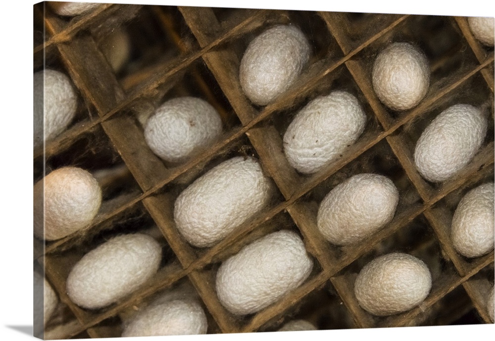 Razing silkworms in the attic of a Gassho-zukuri house, Ainokura Village, Gokayama, Toyama Prefecture, Japan