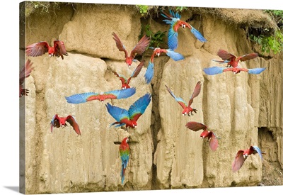 Red and Green Macaws feeding at Blanquillo Clay Lick, Manu National Park, Amazon