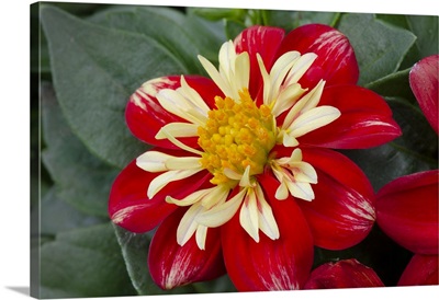 Red And Yellow Dahlia Blossom