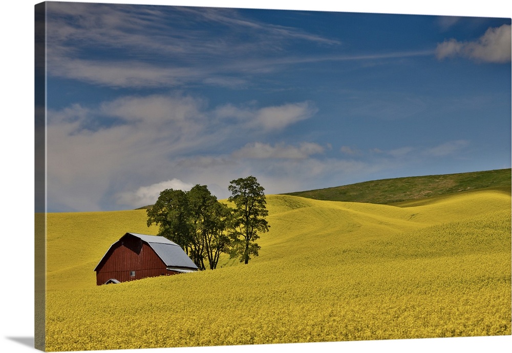 Red barn in canola field, Eastern Washington