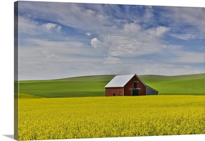 Red Barn In Canola Field With Dramatic Sky Just North Of Moscow, Idaho