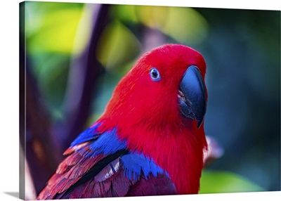 Red Blue Female Eclectus Parrot Close-Up Native To Solomon Islands, New Guinea