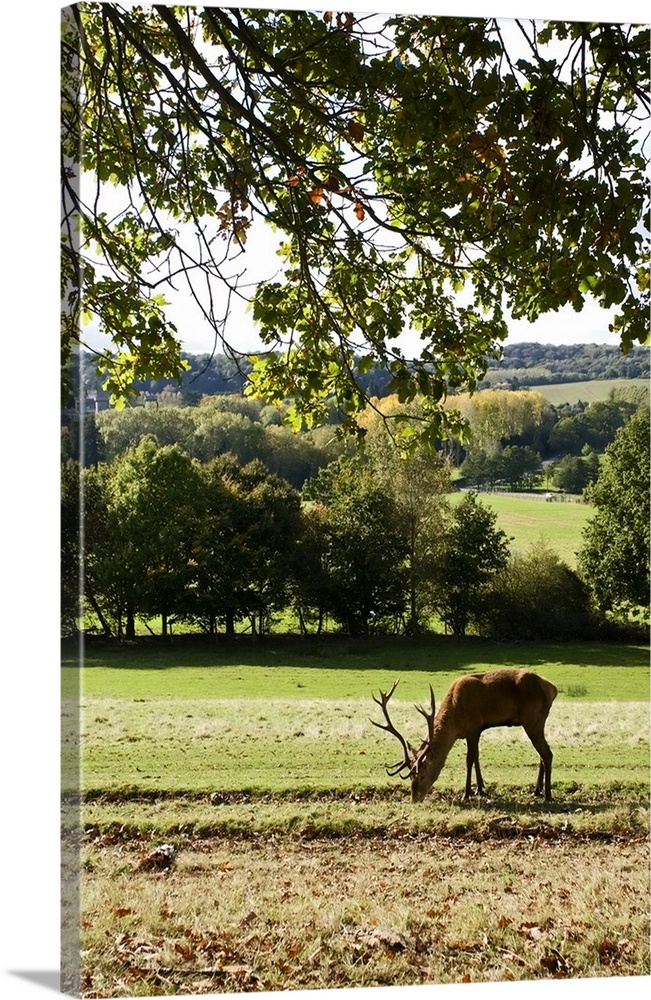 Red Deer (Cervus elephas) under oak tree in the British Countryside