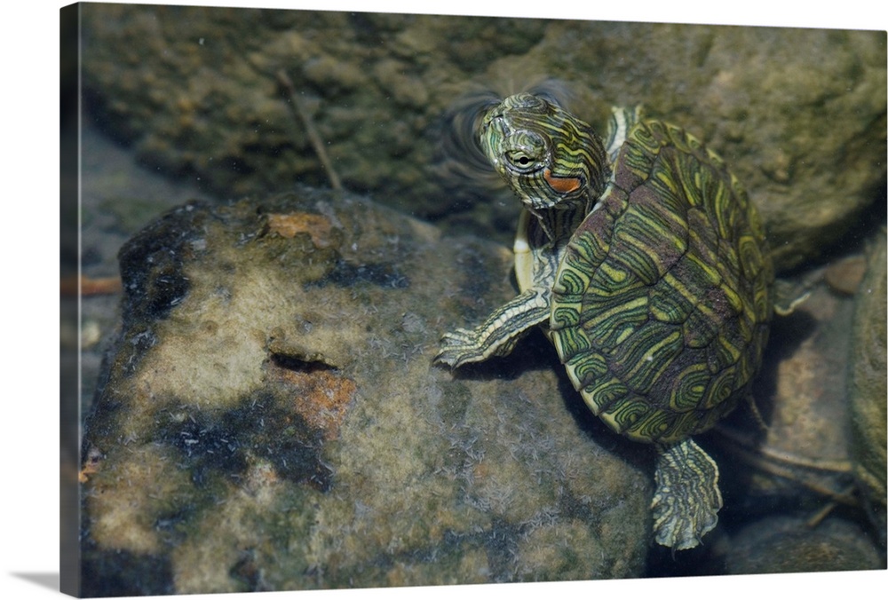 Red-eared Slider, Trachemys scripta elegans, young in creek, Willacy County, Rio Grande Valley, Texas, USA, June 2006