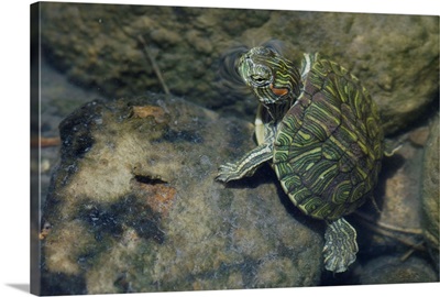 Red-eared Slider, Trachemys scripta elegans, young in creek, Willacy County, Texas