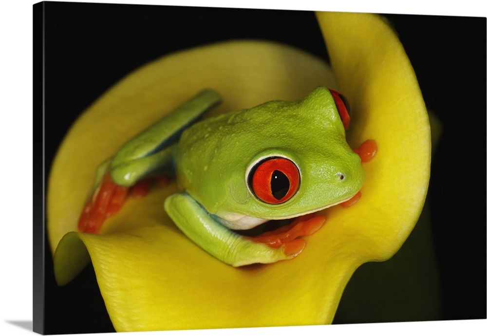 Red-eyed Tree Frog, .Agalychnis callidryas