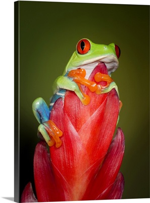 Red-Eyed Tree Frog, Agalychnis Callidryas, Captive, Controlled Conditions