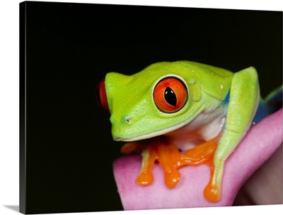 Red-Eyed Tree Frog, Agalychnis Callidryas, Captive, Controlled Conditions