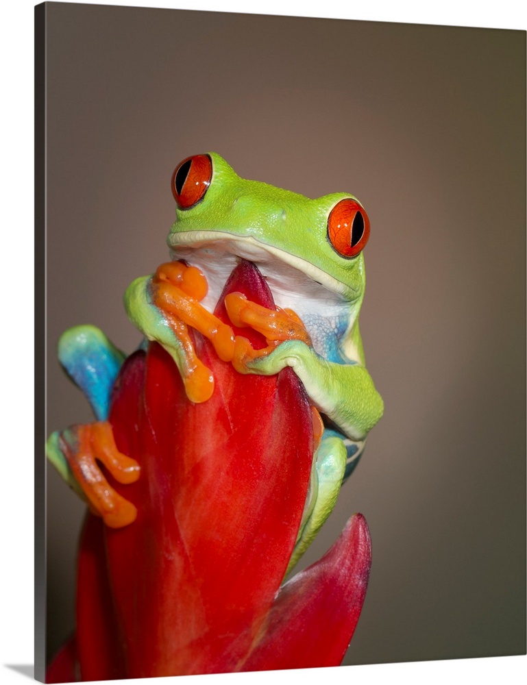 Red-eyed tree frog, Agalychnis callidryas, captive, controlled conditions.
