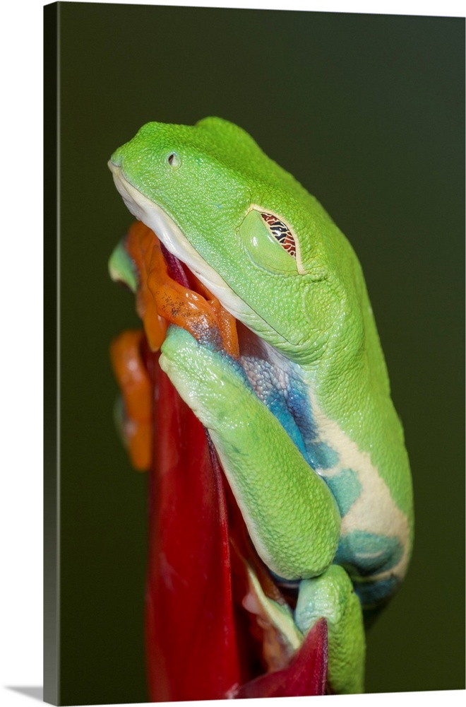 Red-eyed tree frog showing extra eyelid, Agalychnis callidryas, captive, controlled conditions.