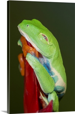 Red-Eyed Tree Frog Showing Extra Eyelid