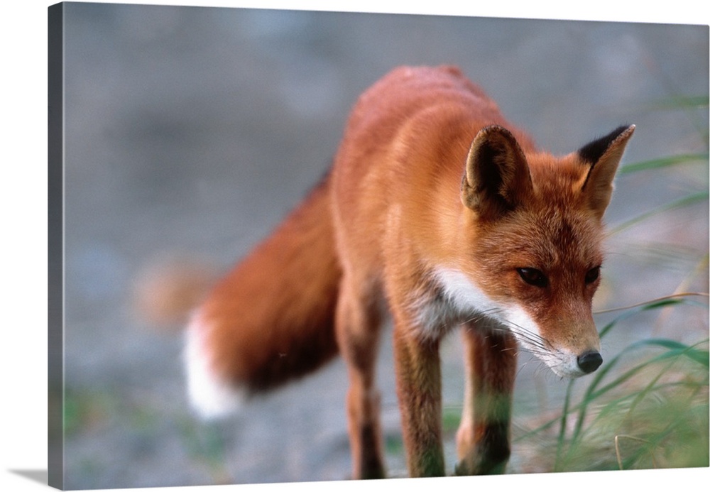 Red Fox (Vulpes vulpes), Alaska Peninsula.
