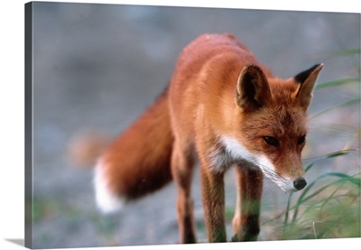 Red Fox, Alaska Peninsula