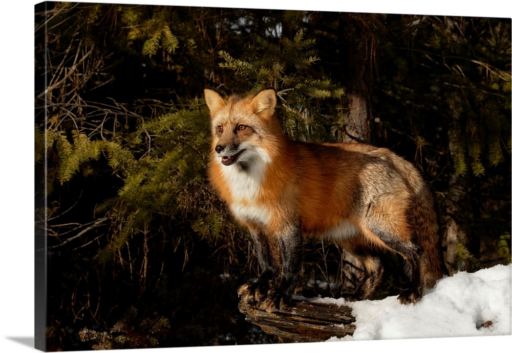 Red Fox in winter, (Captive) Montana-Vulpes vulpes