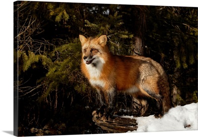 Red Fox in winter, (Captive) Montana-Vulpes vulpes