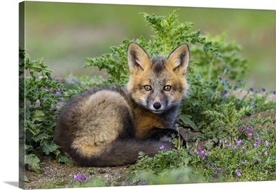 Red Fox Kit, Washinton State
