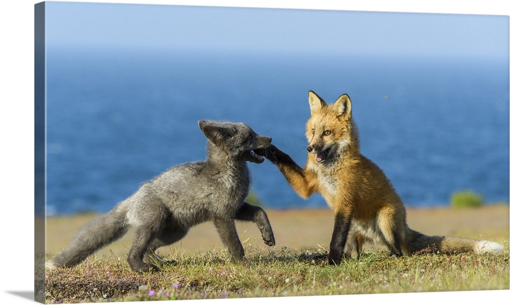 USA, Washington State. Red fox kits playing.