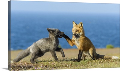 Red Fox Kits Playing, Washington State