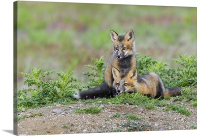Red Fox Kits, Washinton State