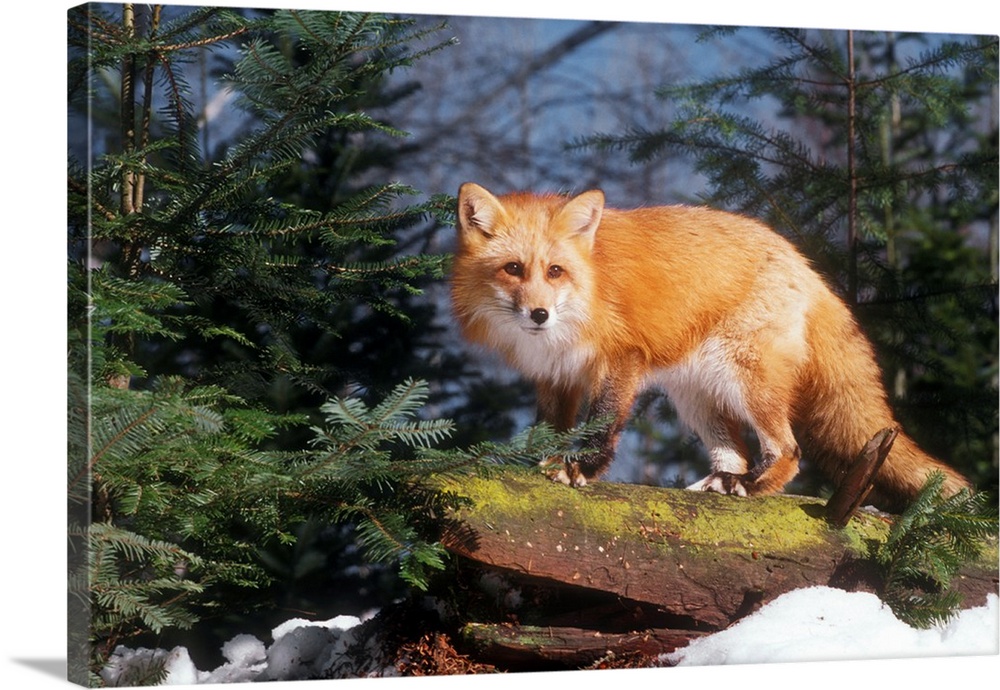 Red Fox (vulpes vulpes) on a Log.