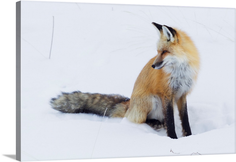 Red Fox Winter