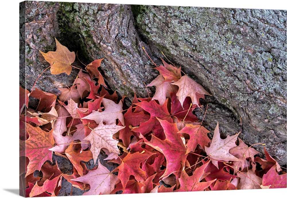 Red Maple Leaves, Massachusetts, USA