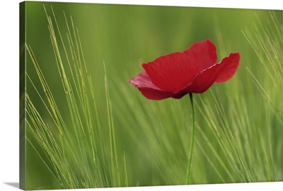 Red poppy flower among wheat crop, Tuscany, Italy