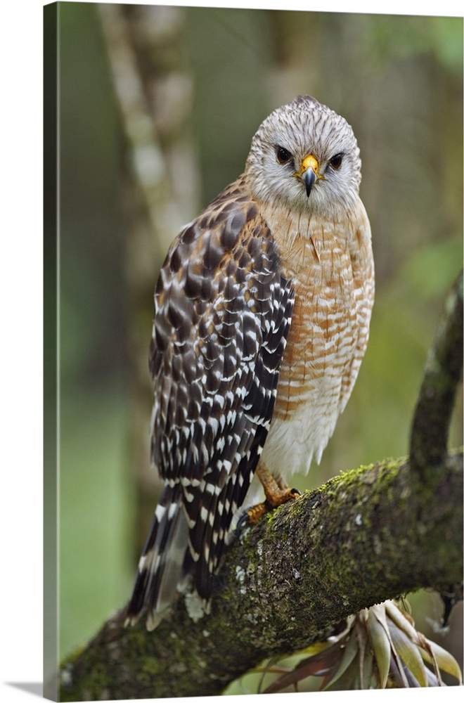 Red-shouldered Hawk, Buteo lineatus, Corkscrew Swamp Sanctuary, Naples, Florida.
