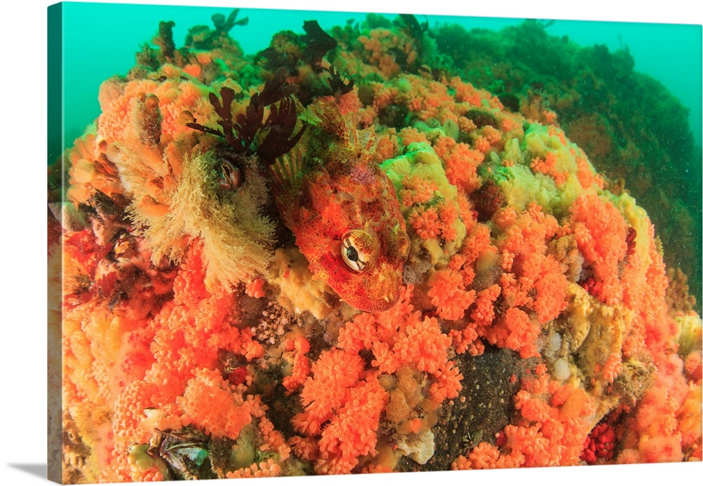 prolific soft corals, Red Soft Coral (Gersemia rubiformis) and new species of pink and orange soft corals, South East Alas...