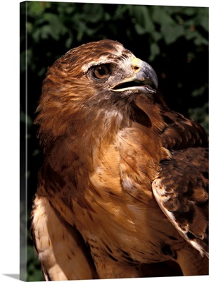 Red-tailed Hawk, Buteo jamaicensis, Controlled situation