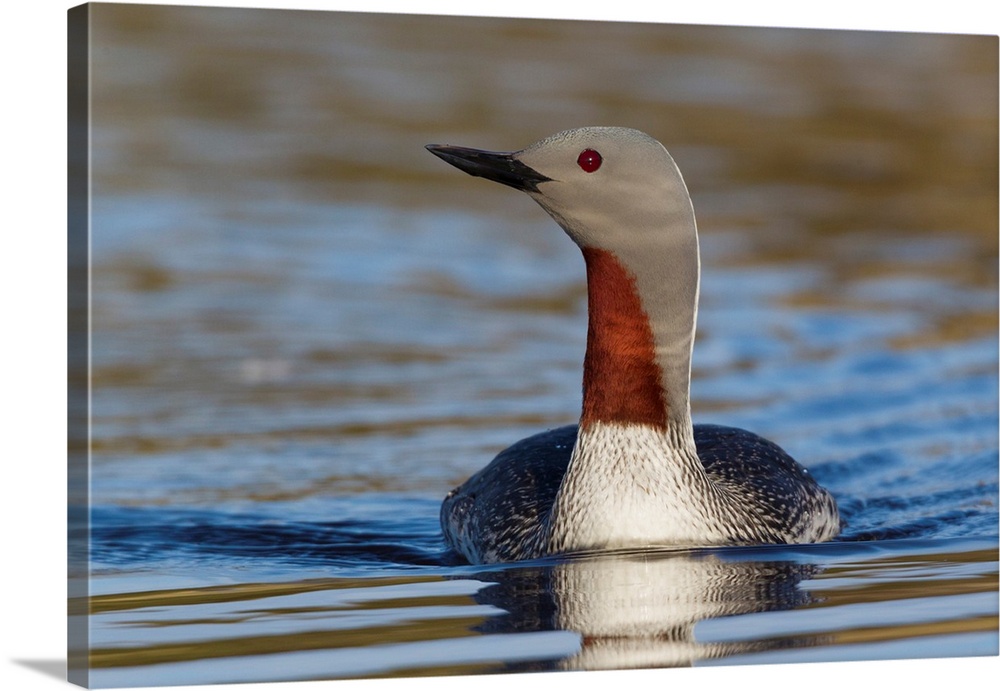 Red-throated Loon.