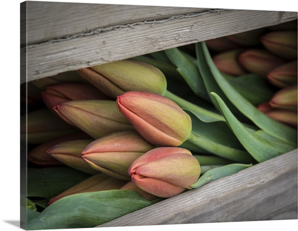 USA, Washington State, Mt. Vernon. Cut red tulips in wood crate at Skagit Valley Tulip Festival, held annually in April.