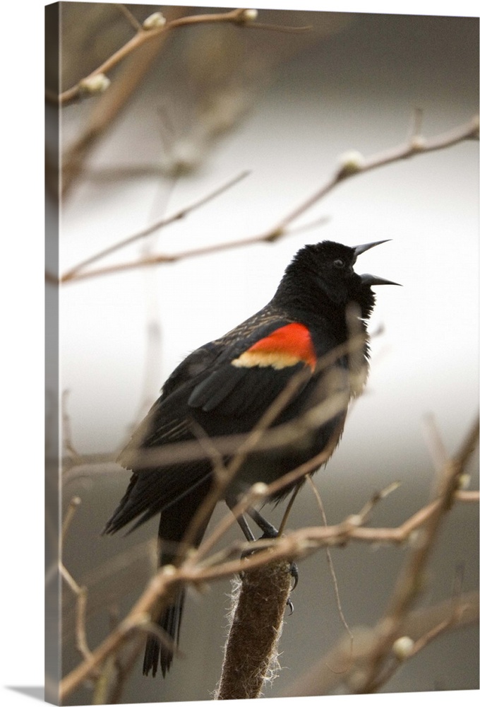 Red-winged blackbird, Agelaius phoeniceus, Stanley Park, British Columbia