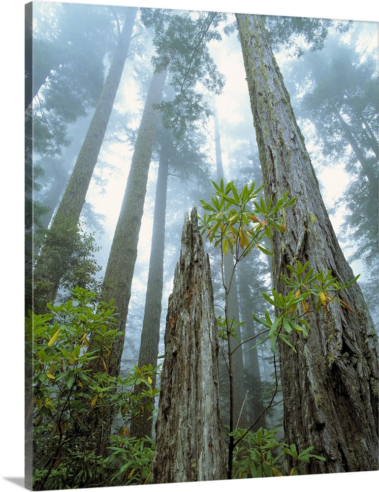 USA, California, Redwood National Park. Redwood trees reach to the misty sky at Redwood National Park, California, a World...