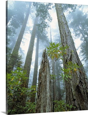 Redwood trees reach to the misty sky at Redwood National Park, California