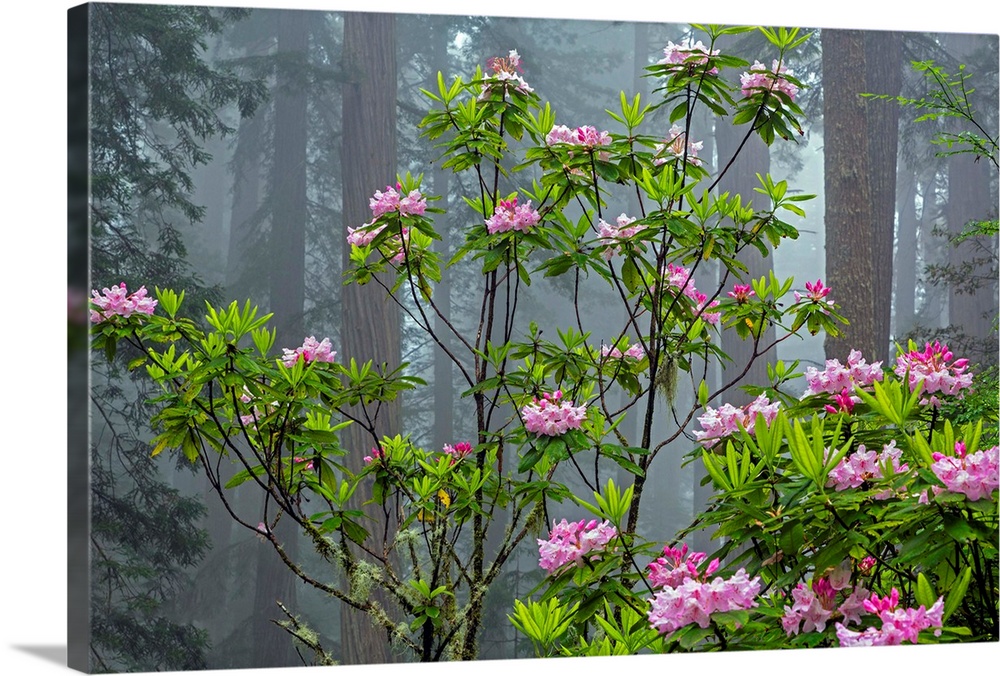 CA, Redwood National Park, Lady Bird Johnson Grove, redwood trees with rhododendrons.