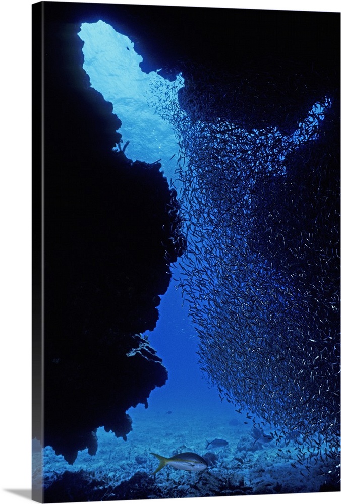 Reef Silverside, Allanetta harringtonensis