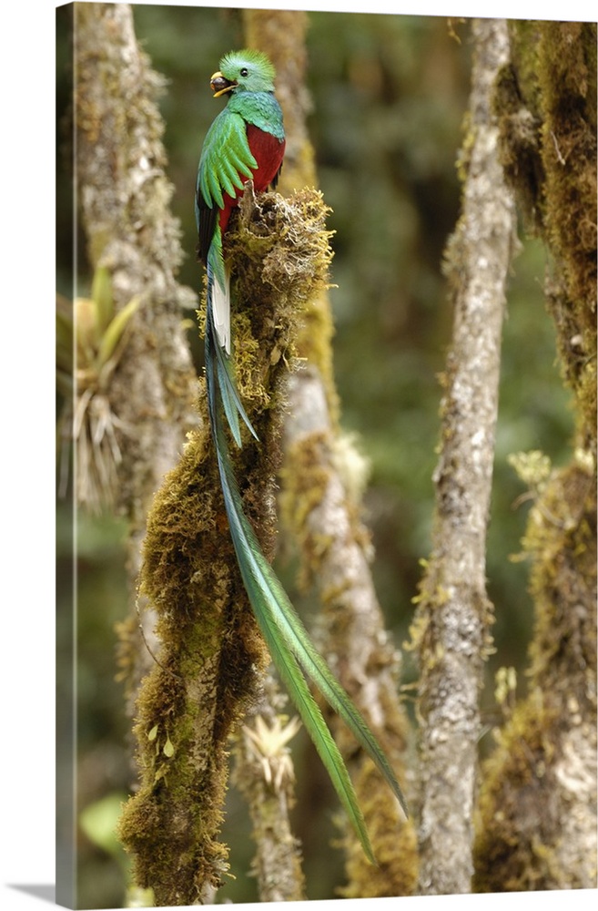 Resplendent Quetzal taking wild avocado to nest, San Gerardo de Dota Cloud Forest, Costa Rica.