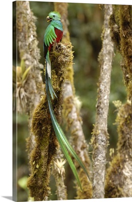 Resplendent Quetzal, San Gerardo de Dota Cloud Forest, Costa Rica