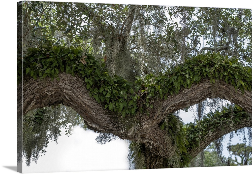 Resurrection fern on a live oak tree.