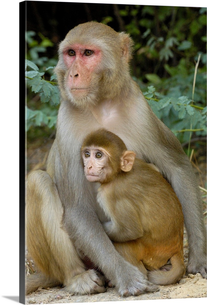 Rhesus Macaques (Macaca mulatta) mother & baby in Bharatpur National Park or Keoladeo Ghana Sanctuary. Rajasthan. INDIA.