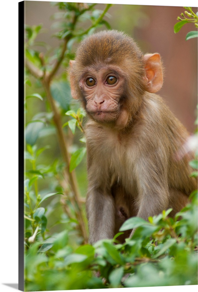 Rhesus monkey baby, Monkey Temple, Jaipur, Rajasthan, India.