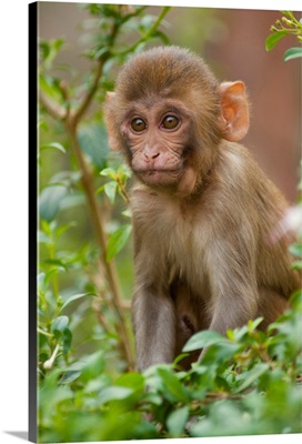 Rhesus Monkey Baby, Monkey Temple, Jaipur, Rajasthan, India.